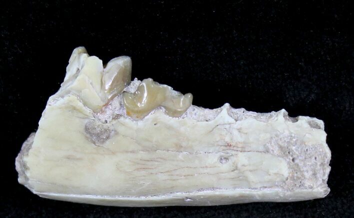 Oligocene Ruminant (Leptomeryx) Jaw Section #21128